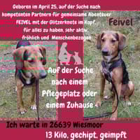Feivel sucht ein liebevolles Zuhause, Hund zur Adoption