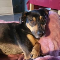 Anton sucht erfahrenes Zuhause, Hund zur Adoption