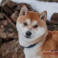 Fiete - ein Sturkopf, Hund zur Adoption