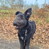 Kimmi - kinderlieb&katzenverträglich, Hündin zur Adoption