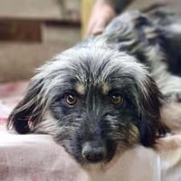 Wirbelwind Anouk - klein, wuschelig..., Hündin zur Adoption