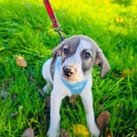 Rudi ein toller Beagle mix, Hund zur Adoption