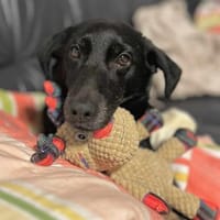 Tyson - klein&freundlich, Hund zur Adoption