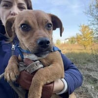 Caramelo, ein zuckersüßer Welpenjunge, Hund zur Adoption