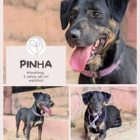 Pinha - Herzenshündin auf vier Pfoten, Hündin zur Adoption