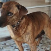 Hippy hat es nicht gut im Leben, Hündin zur Adoption