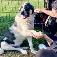 Pechino braucht dringend Hilfe, Hund zur Adoption