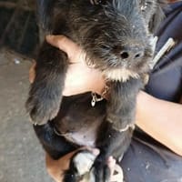 BUDDY - (verspielt, neugierig, jung), Hund zur Adoption