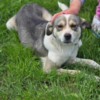 BRINA = Schatz auf vier Pfoten ♥, Hündin zur Adoption