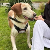 💙Sam💙sucht ein liebevolles Zuhause 🫶, Hund zur Adoption