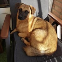 JOSHI auf der Suche nach seinem Glück!, Hund zur Adoption