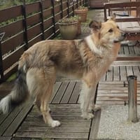Rüde Foxy sucht einen neuen Platz, Hund zur Adoption