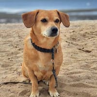 Luna - ist anhänglich, Hündin zur Adoption