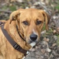 Katzenverträglich+sozial: das ist WILLI!, Hund zur Adoption