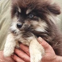 Benny, Hund zur Adoption