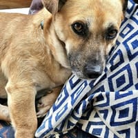 Kleiner Sonnenschein Lio..., Hund zur Adoption