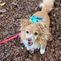 Chia hat ihr Zuhause verloren, Hündin zur Adoption