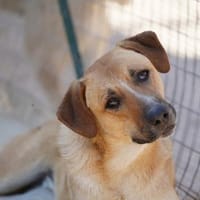 Felipe im Tierheim Koppelweide, Hund zur Adoption