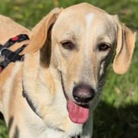 Falco im Tierheim Koppelweide, Hund zur Adoption