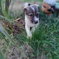 Remmo sucht ein Körbchen, Hund zur Adoption