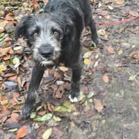 BUDDY - (freundlich, neugierig, jung), Hund zur Adoption