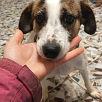 Lebensfreudige Rozi sucht Familie, Hündin zur Adoption