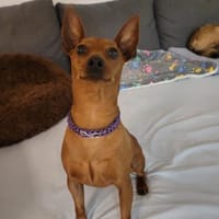 OWEN - liebenswerter Draufgänger, Hund zur Adoption