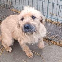 Mango wünscht so sehr eine Familie, Hündin zur Adoption