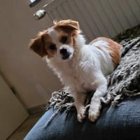 ANA - (Jung, verschmust, freudig), Hündin zur Adoption