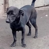 Charmante Fani sucht Familie, Hündin zur Adoption