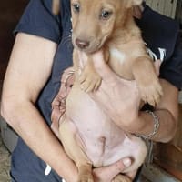 NACHO - (Welpe, liebevoll), Hund zur Adoption