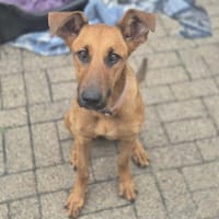 CANDY - zutrauliches, süßes Hundemädchen, Hündin zur Adoption