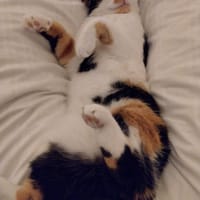 ✨💖Einzelkatze  Mascha💖✨, Katze zur Adoption