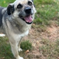 JAMIE - neugierig, lieb und verträglich, Hund zur Adoption