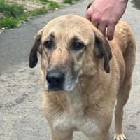 GLYKERIA - wahre Sonnenschein-Hündin, Hündin zur Adoption