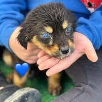 Welpe Franceso blind, Hund zur Adoption