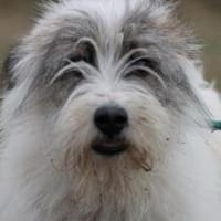 Chatan - hübscher Wuschelrüde, Hund zur Adoption