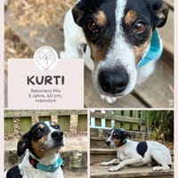 Ratonero-Mix Kurti sucht Zuhause, Hund zur Adoption