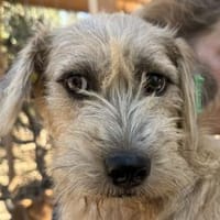 CONNY-hübsche, sanfte Hündin, 55 cm, Hündin zur Adoption