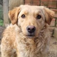 Charmeur Blu, Hund zur Adoption