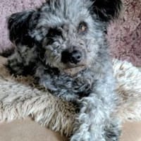 Toto 40 cm (Pflegestelle), Hund zur Adoption