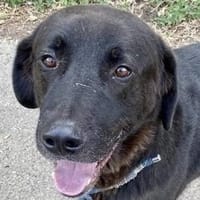 Zino, sanfter Riese wartet in Pulheim, Hund zur Adoption