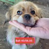 Pico, ein Zwerglein sucht Körbchen, Hund zur Adoption