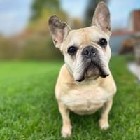 Henry - ist kinderlieb, Hund zur Adoption