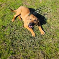 Kati ein toller Familienhund, Hündin zur Adoption