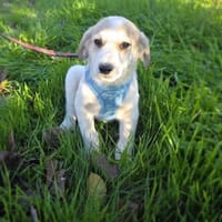 Kelly sucht ein Zuhause, Hündin zur Adoption