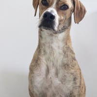 Paco sucht ein Zuhause, Hund zur Adoption