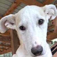 SEPPI-lieber,hübscher Jung-Rüde, Hund zur Adoption