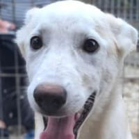 SINA-freundliche, liebe Jung-Hündin,, Hündin zur Adoption