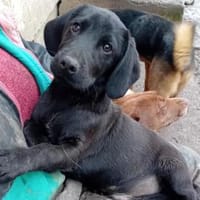 Junger liebenswerter Bence sucht, Hund zur Adoption